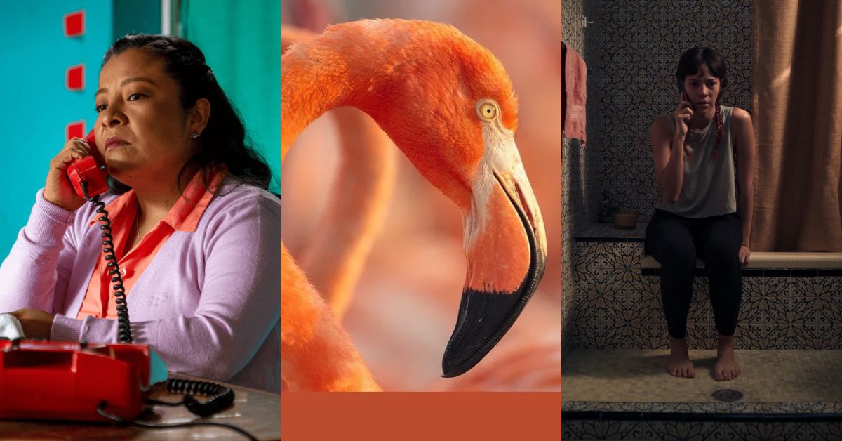 Cine mexicano: ocho películas que te esperan en la cartelera